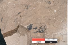 Foto (Detailansicht) von Ficus sagoriana Ettingshausen (NHMW-GEO-2024-0188-7979)